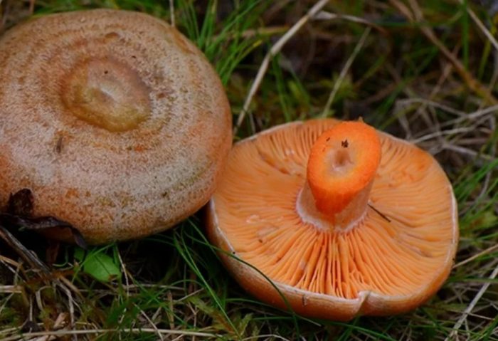 Шляпка грибов рыжиков