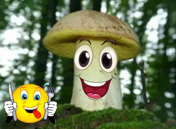 Съедобный белый гриб