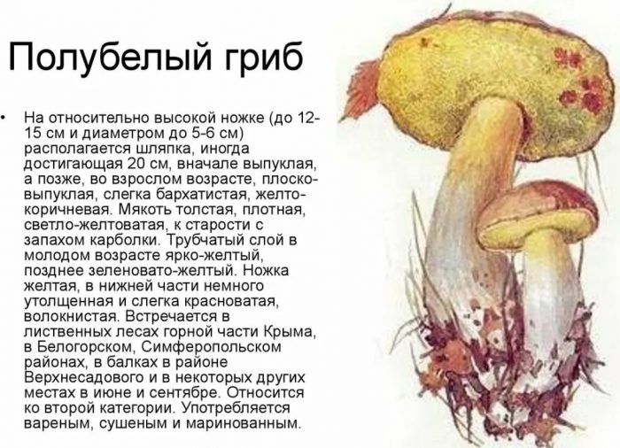 описание полубелого гриба