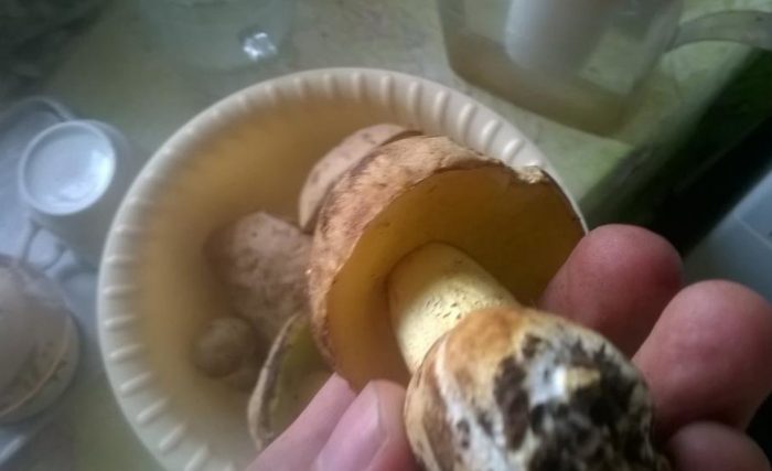 Обработка полубелого гриба