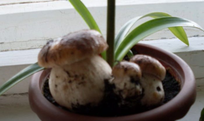 Белые грибы в горшке