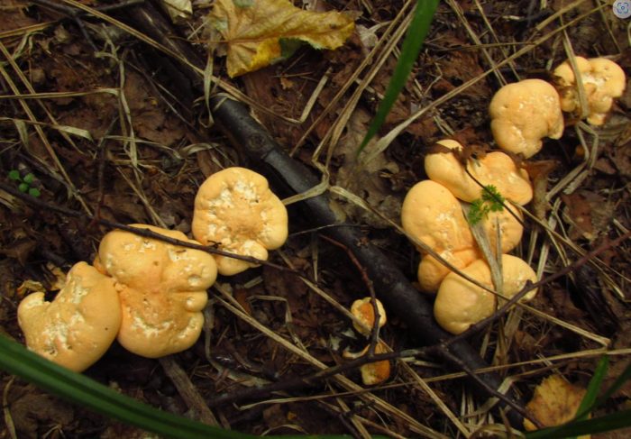Много грибов ежовиков желтых