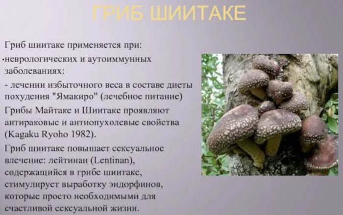 Лечебные свойства гриба шиитаке
