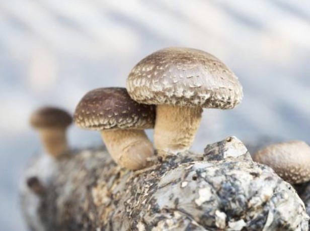 Выращенные грибы шиитаке