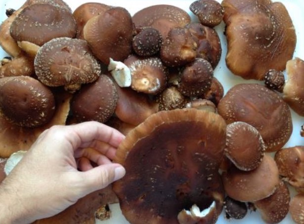Лечебные грибы шиитаке