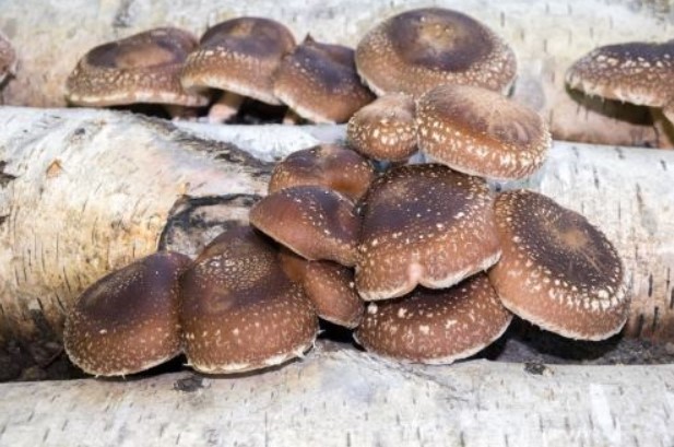Семейство грибов шиитаке