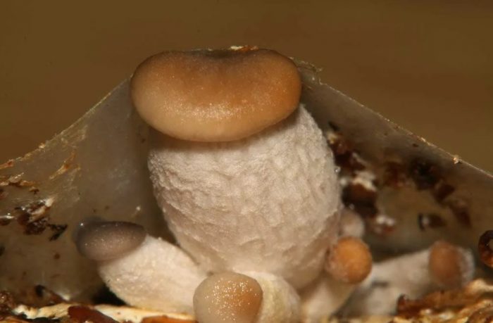 Новый вид белых грибов