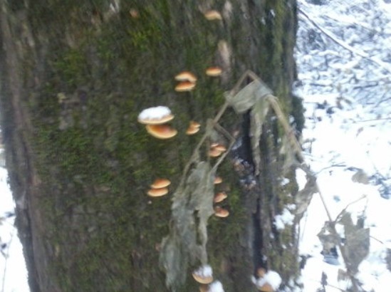 Маленькие опята на зимнем дереве