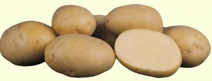 Клубни картофеля Ариэль