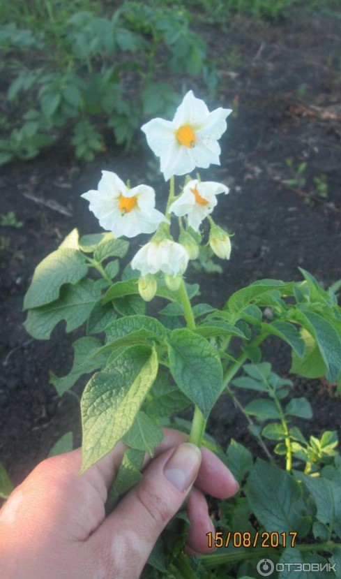 Белые цветы сорт а Каратоп