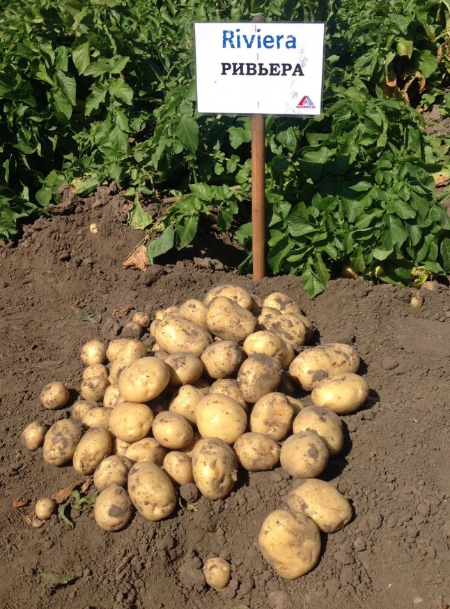 Сорт картофеля Ривьера: 25+ фото, описание, сравнение, отзывы