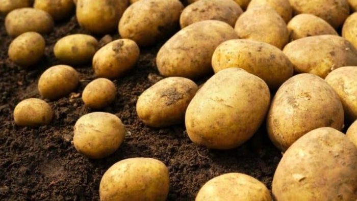Выкопанные картофелины