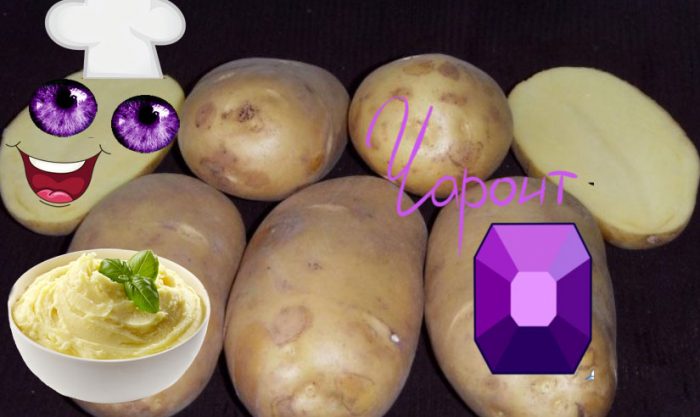 Сорт картофеля Чароит и камень Чароит