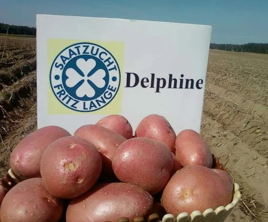 2 сорта картофеля Дельфин и Дельфине: описание, фото, отзывы