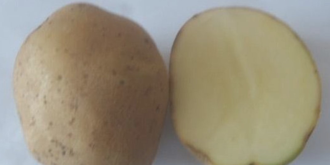 Сорт картофеля Лазурит: фото, отзывы, описание, сравнение