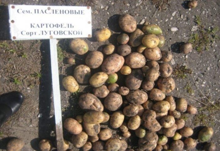 Семенной материал картофеля сорт Луговской