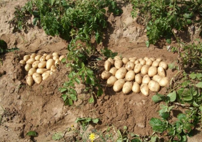 Урожай картофеля сорта Луговской