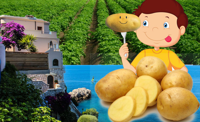 Картофель сорта Ривьера