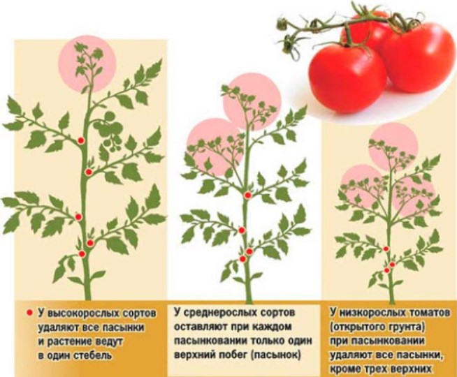 Формирование кустов томата