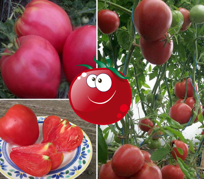 Сорт помидора Вельможа