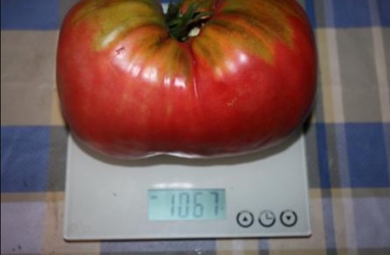 Крупноплодный помидор