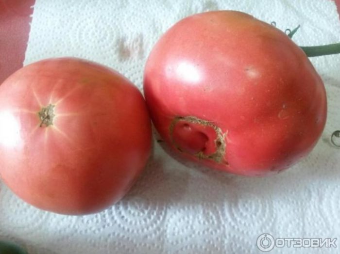 Красные помидоры на столе