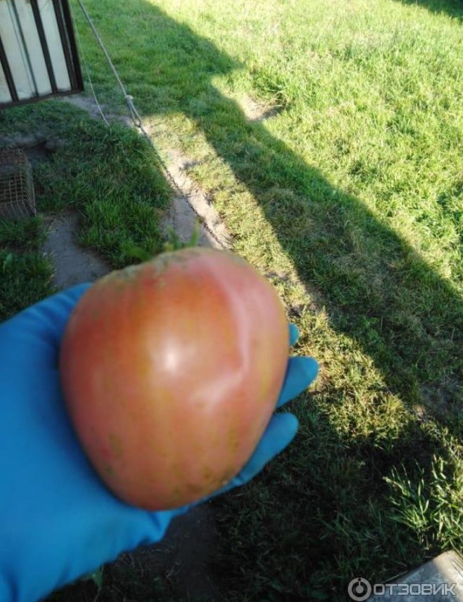 Плод томата Вельможа
