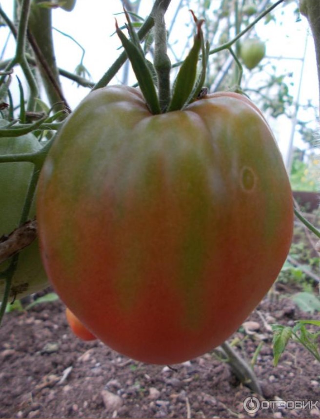 Полукрасный помидор