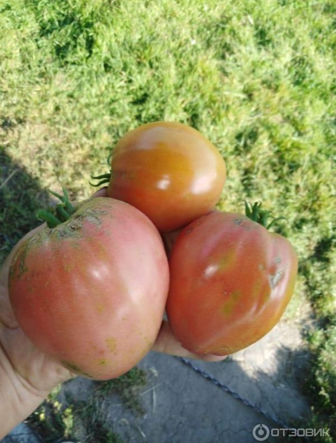 Крупные плоды помидоров