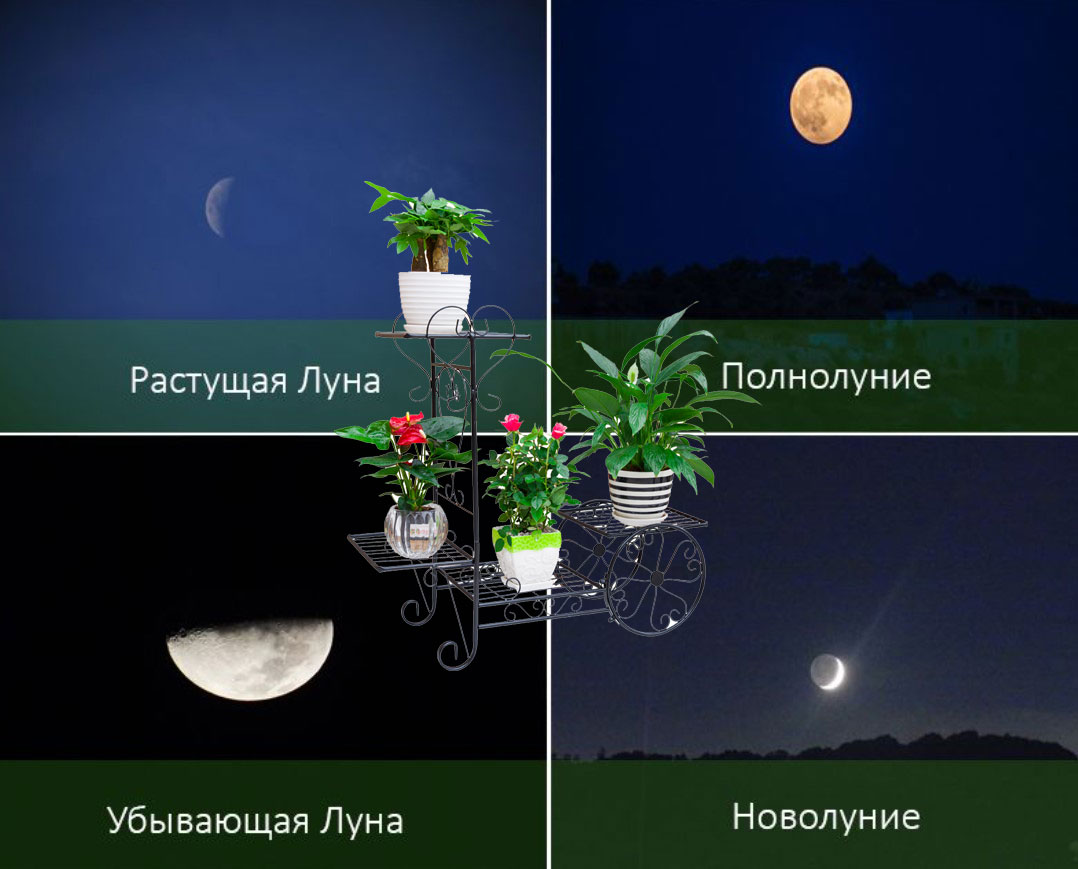 Лунный календарь для комнатных растений на 2024 год, таблица