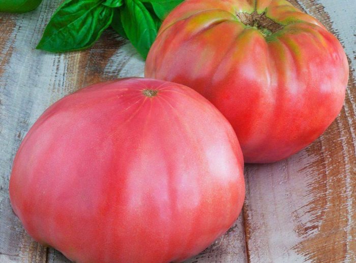 Плод томатов сорта Дикая роза