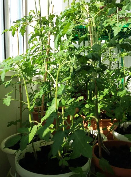 Выращивание томата в домашних условиях