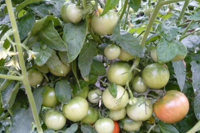 Урожай сорта томата Ультраскороспелый