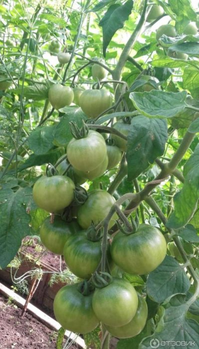 Зеленые плоды на томате
