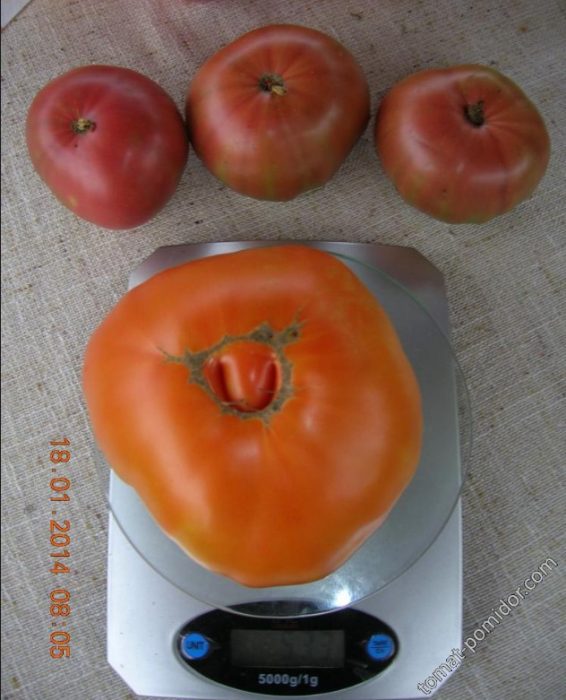 Взвешивание томата