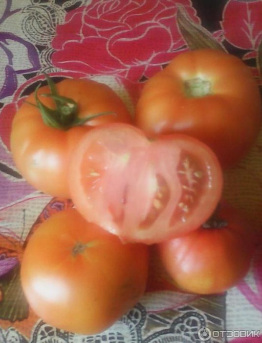 Урожай томатов сорта Алеша Попович