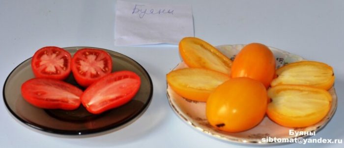 Желтые и красные томаты сорта Буян