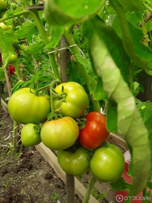 Созревание томатов на кусте