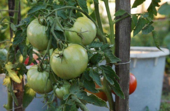 Зеленые плоды томата сорта Король ранних