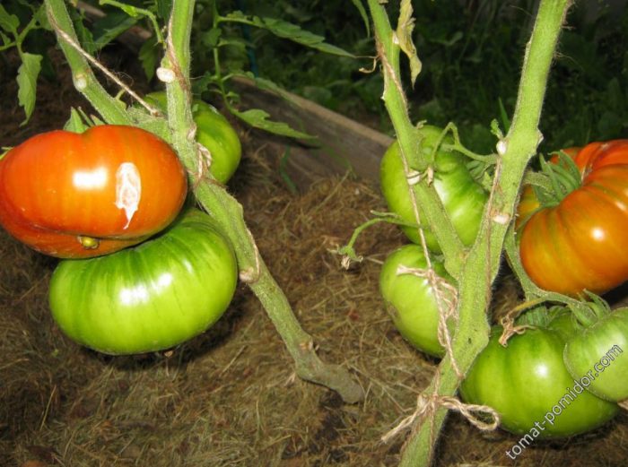 Крупные плоды томата