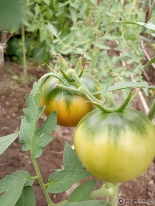 Постепенное покраснение томатов