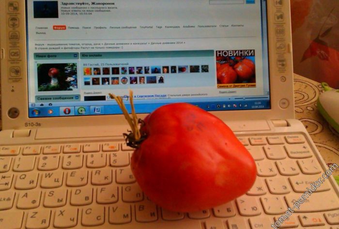 Спелый плод томата сорта Любимый праздник