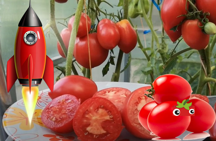 Сорт томата Ракета плоды и кусты