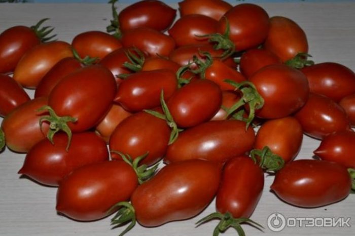 Плоды томата сорта Ракета