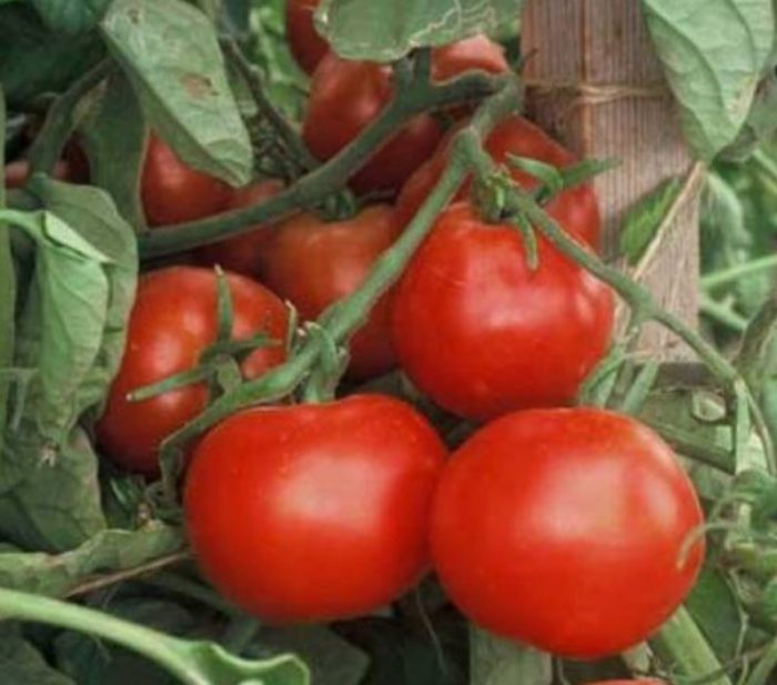 Плоды томата сорта Взрыв