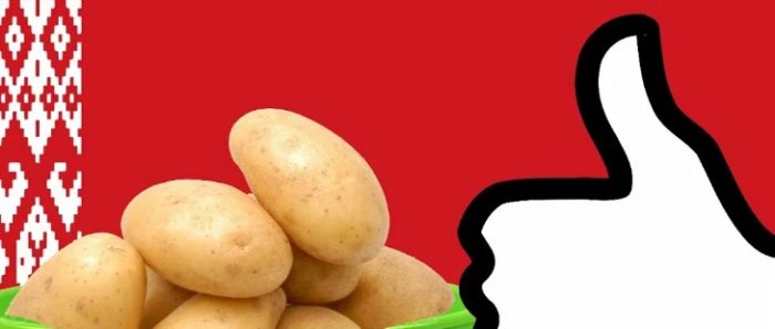 40 сортов картофеля Беларуси (белорусской селекции) + отзывы