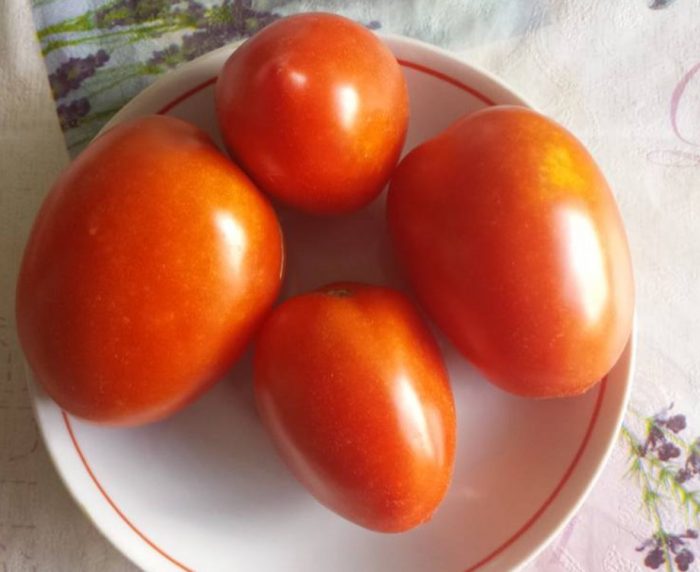 Плоды сорта томата Дуся