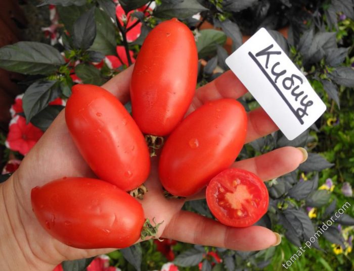 Плоды спелые томата Кибиц