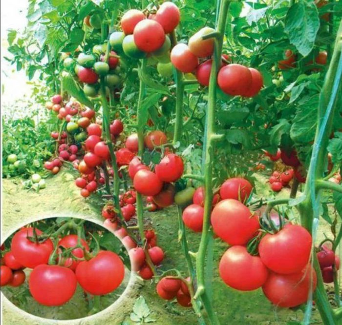 Кусты томатов сорта Пинк Буш