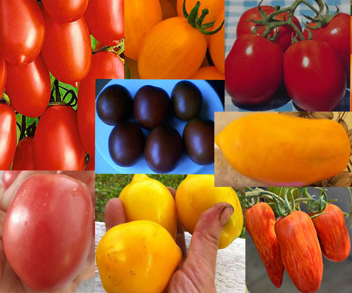Сливовидные сорта томата